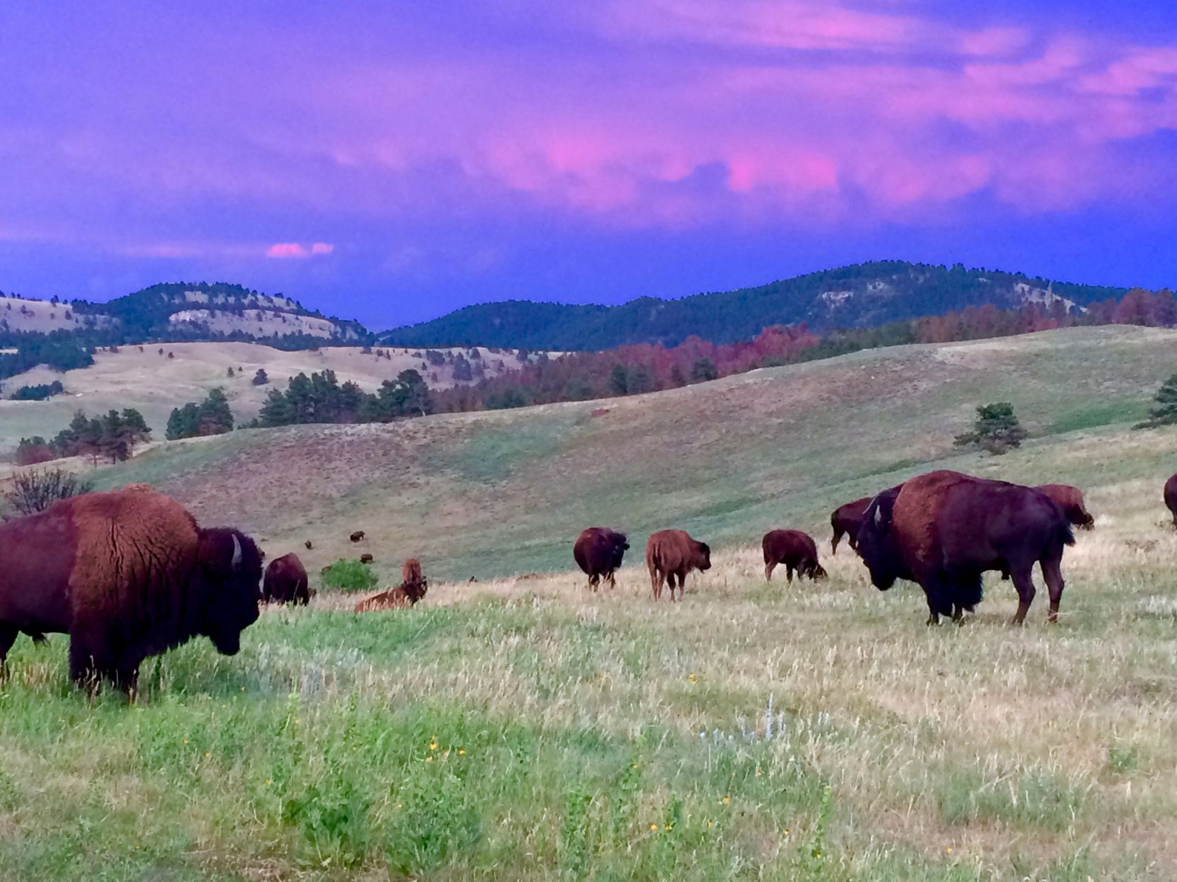 Buffalo Sunset